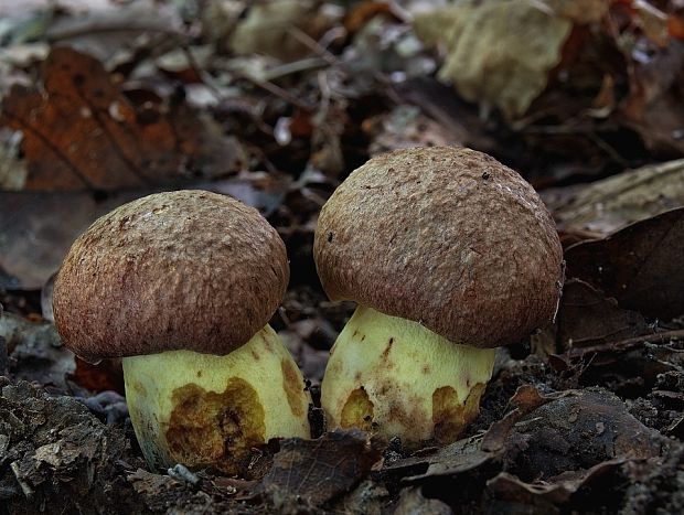 hríb príveskatý Butyriboletus appendiculatus (Schaeff. ex Fr.) Secr.