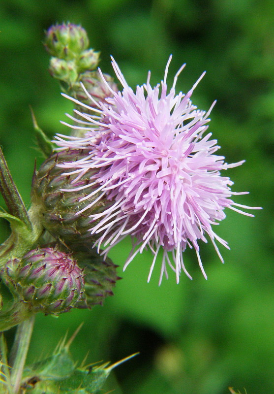 pichliač roľný Cirsium arvense (L.) Scop.