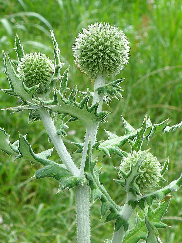 ježibaba guľatohlavá Echinops sphaerocephalus L.