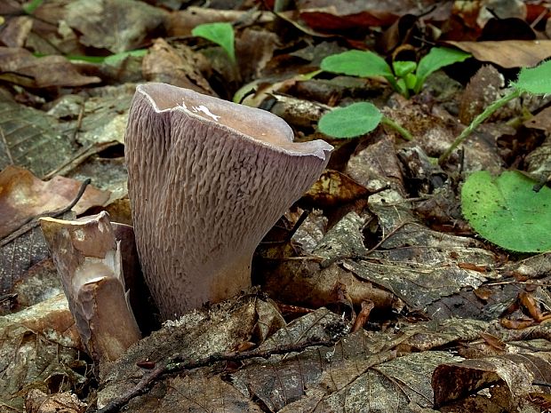 lievikovec kyjakovitý Gomphus clavatus (Pers.) Gray