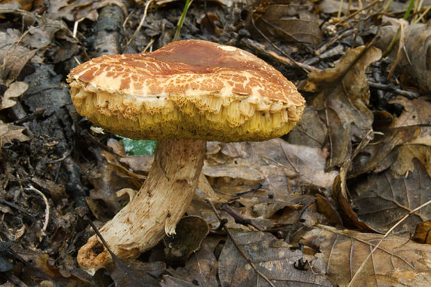 suchohríb Engelov Hortiboletus engelii (Hlaváček) Biketova & Wasser