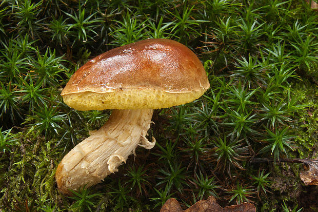 suchohríb Engelov Hortiboletus engelii (Hlaváček) Biketova & Wasser