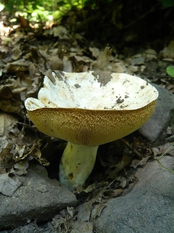 rýdzik korenistý Lactarius piperatus (L.) Pers.