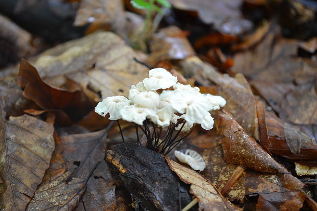 tanečnica Marasmius sp.