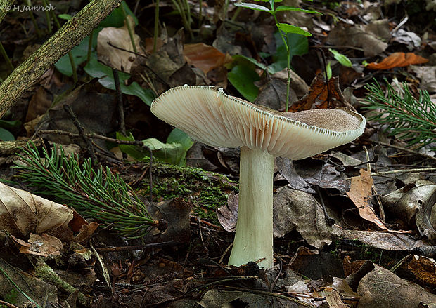 povraznica širokolupeňová Megacollybia platyphylla (Pers.) Kotl. & Pouzar