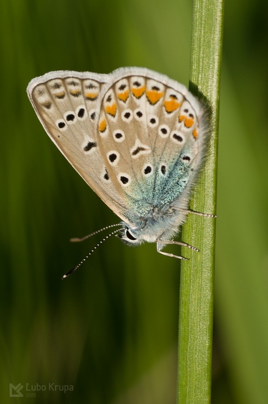 modráčik obyčajný Polyommatus icarus Rottemburg, 1775