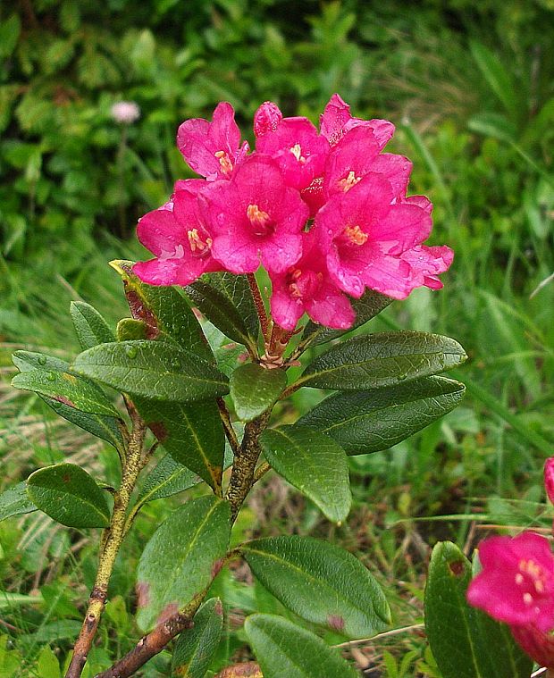 rododenderon Rhododendron ferrugineum L.