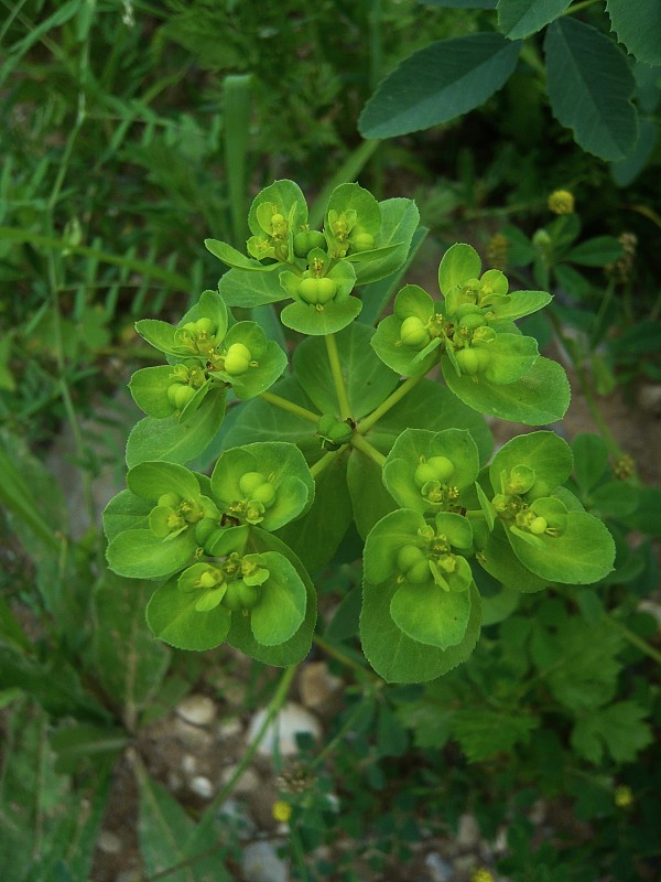 mliečnik kolovratcový Tithymalus helioscopia (L.) Scop.