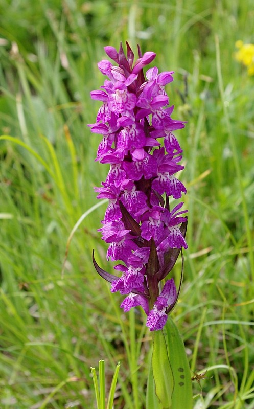 vstavačovec májový alpínsky  vstavačovec májový alpínsky DACTYLORHIZA MAJALIS (Rchb.) P. F. Hunt et Summerh. subsp. ALPESTRIS  (Pugsley) Senghas