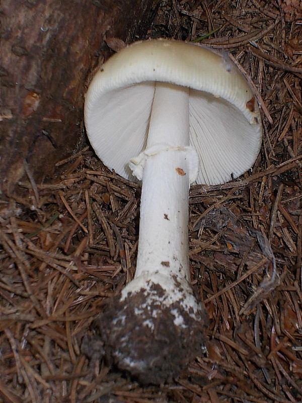 muchotrávka hrubá Amanita excelsa (Fr.) Bertill.