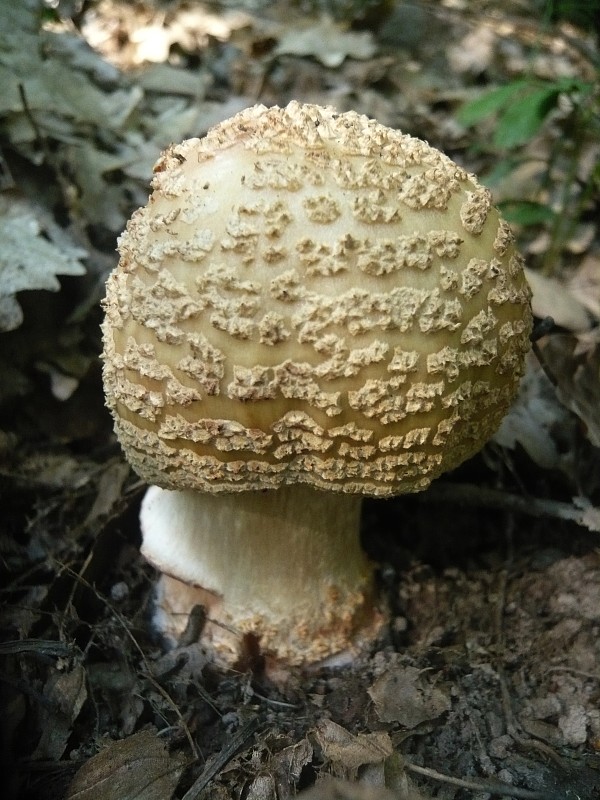 muchotrávka červenkastá Amanita rubescens Pers.