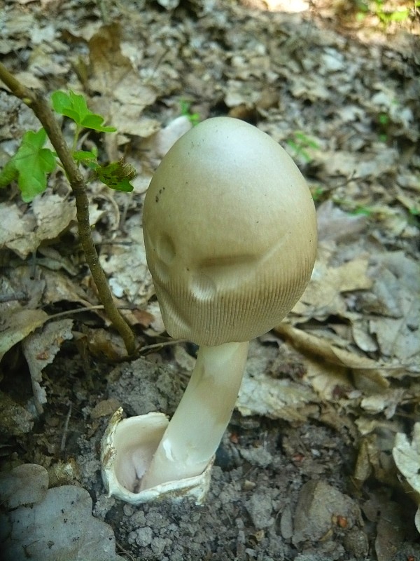 muchotrávka pošvatá Amanita vaginata (Bull.) Lam.