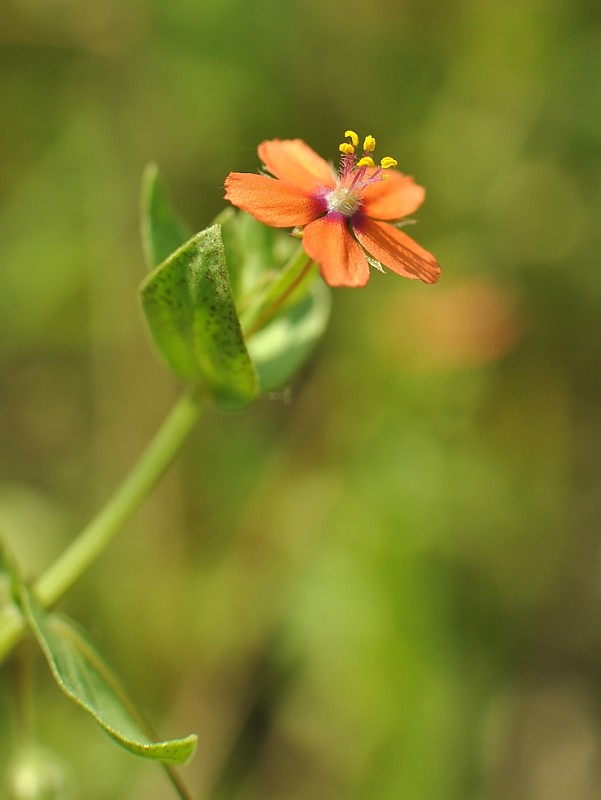 drchnička roľná Anagallis arvensis L.