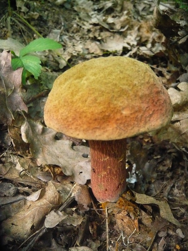 hríb  Boletus cf. mendax ? Schaeff. ex Fr.