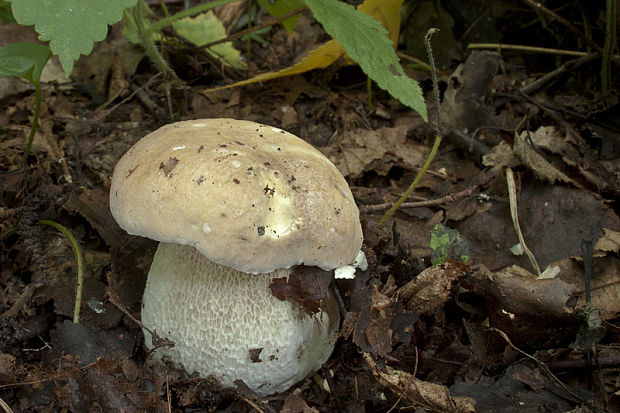 hríb smrekový Boletus edulis Bull.