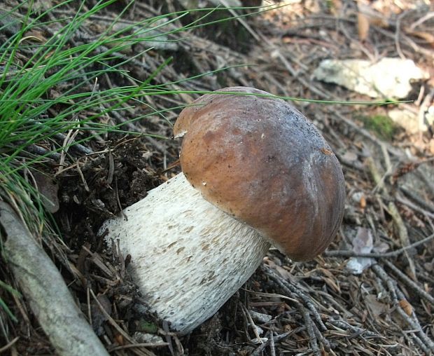 hríb smrekový Boletus edulis Bull.