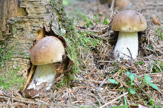 hríb smrekový Boletus edulis Bull.