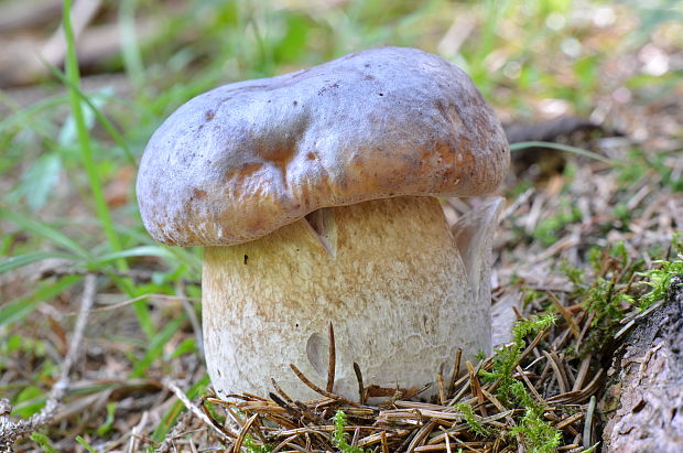 hríb smrekový Boletus edulis Bull.