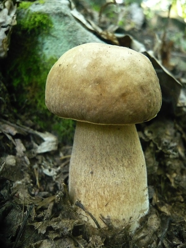 hríb dubový Boletus reticulatus Schaeff.