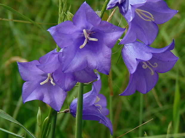 zvonček broskyňolistý Campanula persicifolia L.