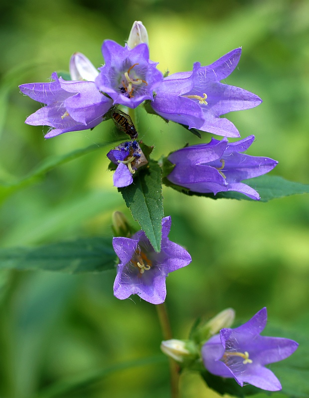 zvonček pŕhľavolistý Campanula trachelium L.