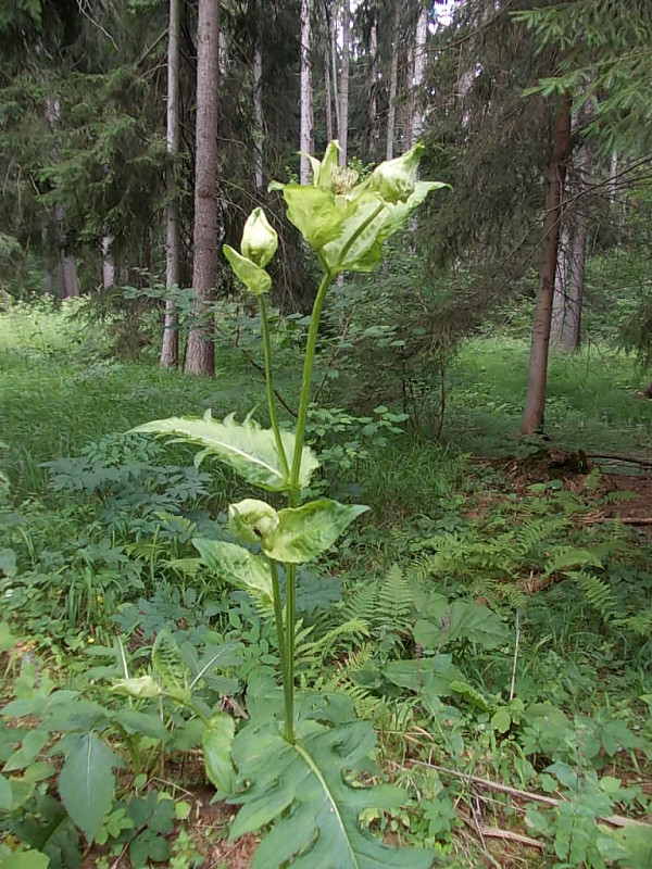 pichliač zelinový Cirsium oleraceum (L.) Scop.