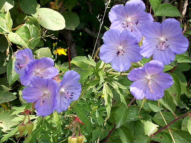 pakost lúčny Geranium pratense L.