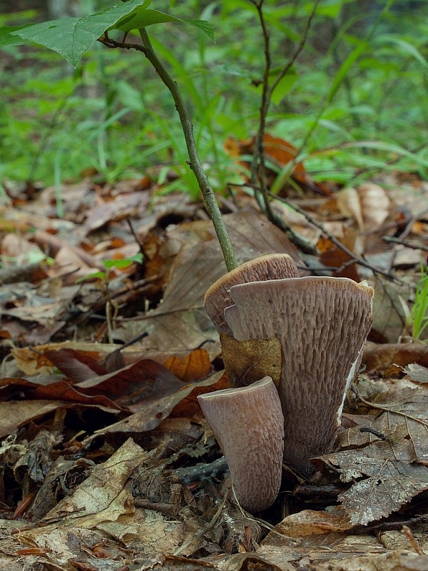 lievikovec kyjakovitý Gomphus clavatus (Pers.) Gray