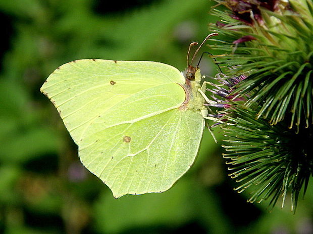 žltáčik rešetliakový  Gonepteryx rhamni  Linnaeus, 1758