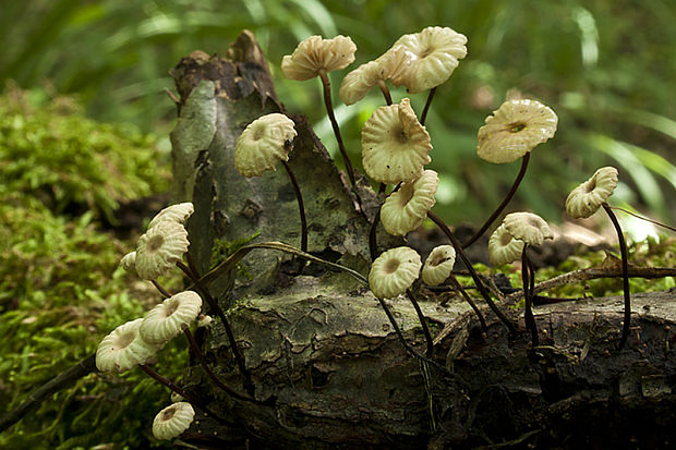 tanečnica čiernohlúbiková Gymnopus androsaceus (L.) Della Maggiora & Trassinelli