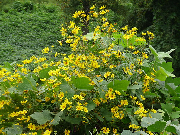 slnečnica hľuznatá Helianthus tuberosus L.