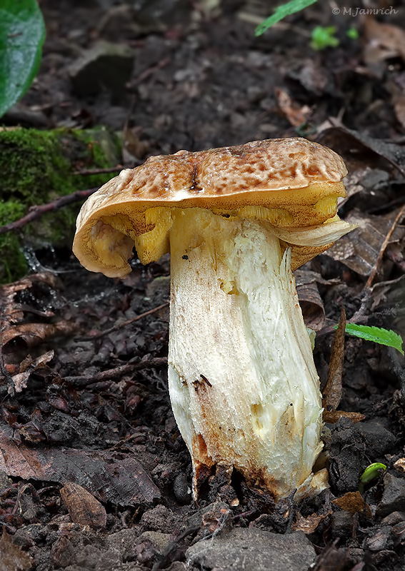 hríb jamkatý Hemileccinum depilatum (Redeuilh) Šutara