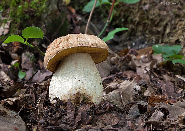 hríb jamkatý Hemileccinum depilatum (Redeuilh) Šutara