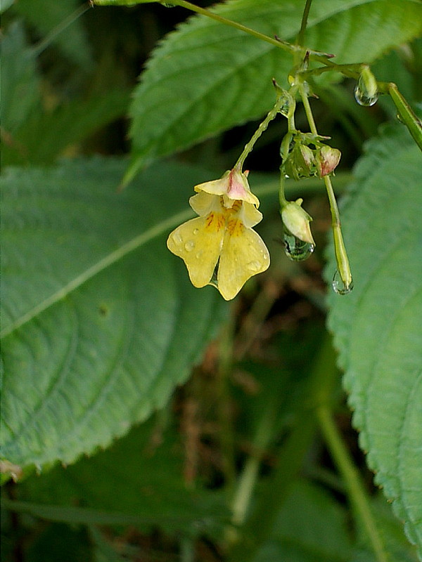 netýkavka malokvetá Impatiens parviflora DC.