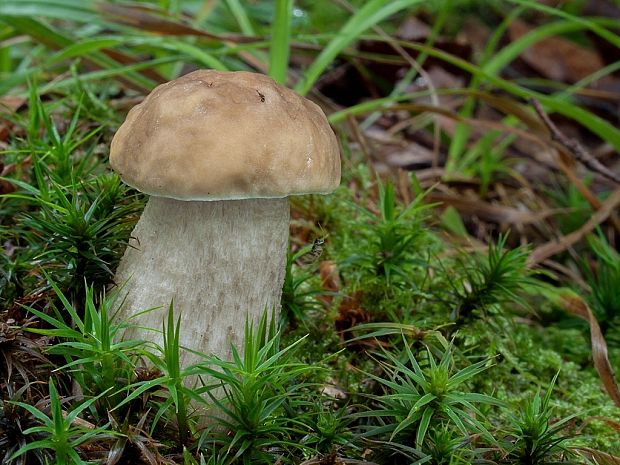 kozák hrabový Leccinum pseudoscabrum (Kallenb.) Šutara