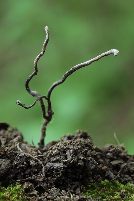 žezlovka bystrušková Ophiocordyceps entomorrhiza (Dicks.) G.H. Sung, J.M. Sung, Hywel-Jones & Spatafora