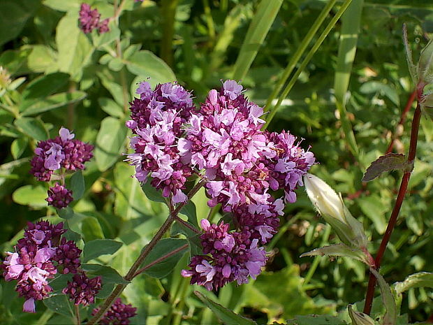 pamajorán obyčajný Origanum vulgare L.