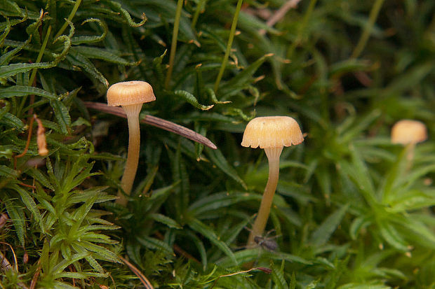 machovček oranžový Rickenella fibula (Bull.) Raithelh.