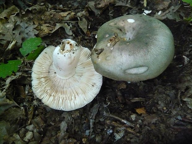 plávka modrastá Russula cyanoxantha (Schaeff.) Fr.