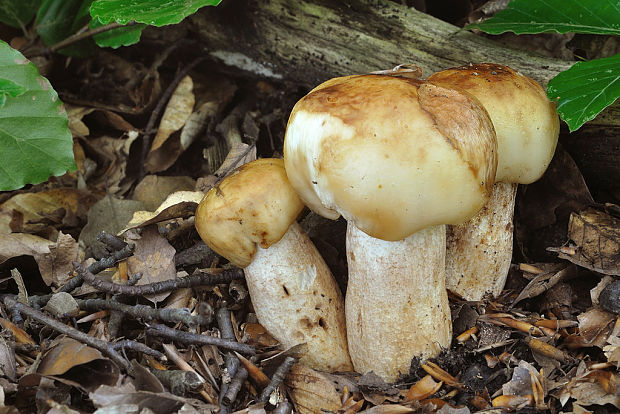 plávka smradľavá Russula foetens Pers.