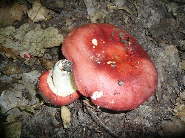 plávka Russula sp.