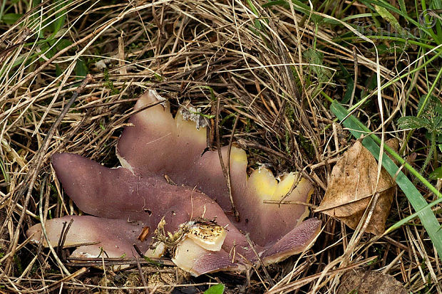 tulipánovka fialová Sarcosphaera coronaria (Jacq.) J. Schröt.