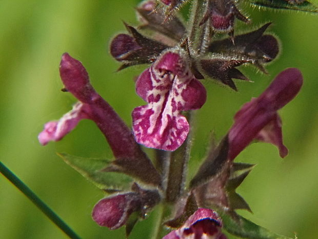 čistec lesný Stachys sylvatica L.