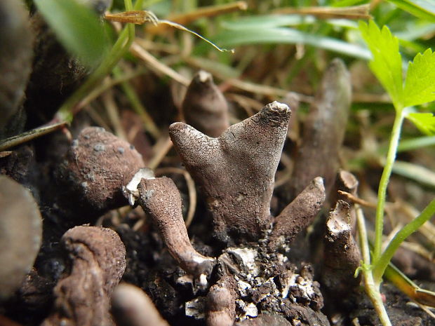 drevnatec Xylaria sp.