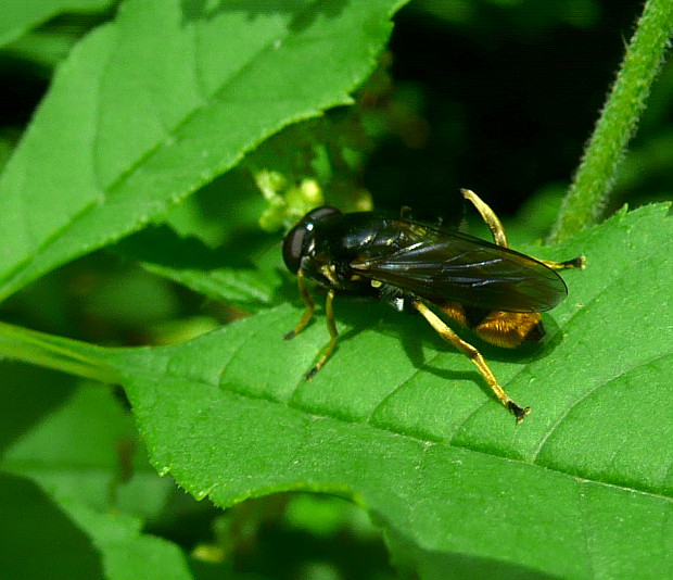 pestrica Xylota sylvarum Linnaeus, 1758