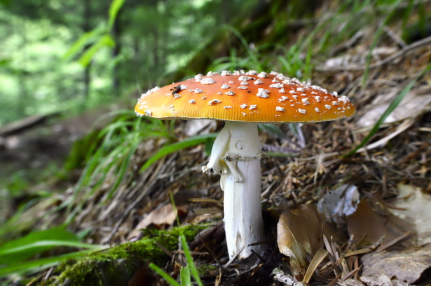 muchotrávka červená Amanita muscaria (L.) Lam.