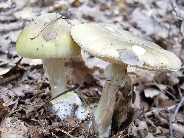 muchotrávka zelená Amanita phalloides (Vaill. ex Fr.) Link