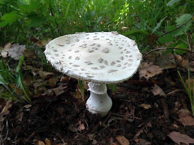 muchotrávka šiškovitá Amanita strobiliformis Gonn. & Rabenh.