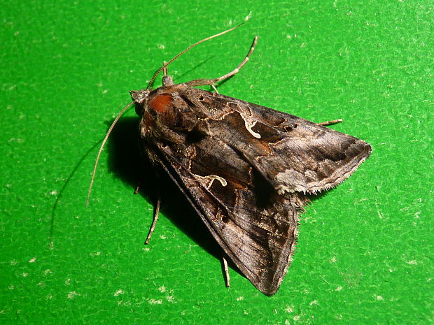 mora gama Autographa gamma