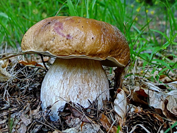 hríb smrekový Boletus edulis Bull.